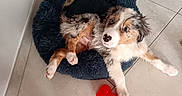 Bonito participe au concours pour gagner de l'argent avec cette photo : puppy, dog, pet_bed, blue_eyes, red_toy, floor, tile, fur, cute, playful, animal, indoors, resting, paw, canine, young, comfort, white, brown, black