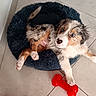 puppy, dog, pet_bed, blue_eyes, red_toy, floor, tile, fur, cute, playful, animal, indoors, resting, paw, canine, young, comfort, white, brown, black