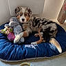 animal, australian_shepherd, blue_bed, blue_eye, curtains, cute, dog, dog_bed, floor, fur, indoor, light, lying_down, merle, pet, plush_toy, puppy, relaxed, shadow, stuffed_toy
