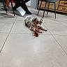 puppy, dog, blue_eyes, plush_toy, floor, tile_floor, indoor, furniture, chair, table, wooden_drawers, legs, socks, home, pet, cute, small_dog, domestic_animal, relaxed, living_room