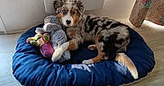 Bonito a rejoint le concours — aidez-le/la à gagner de superbes lots ! animal, australian_shepherd, blue_eye, cozy, curtain, cute, dog, dog_bed, domestic, floor, floral_pattern, fur, indoor, merle_coat, pet, playful, plush, puppy, resting, stuffed_toy