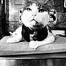 Arlo is registered to the contest to win money with this photo: animal, black_and_white, cat, close_up, cushion, domestic_animal, eyes, face, feline, fur, harness, indoor, neon_sign, pet, portrait, relaxed, resting, table, tag, whiskers