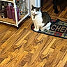 Arlo is registered to the contest to win money with this photo: animal, bottle, cat, collar, curious, dog, domestic, doorway, floor, home, indoor, kitchen, mat, pet, quiet, shadow, shelf, tag, wood, wood_floor