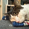 animal, cat, close_up, cozy, cute, domestic_animal, feline, fur, indoor, knitwear, nap, pet, quiet, relaxed, resting, scratching_post, sleeping, soft_texture, whiskers, window