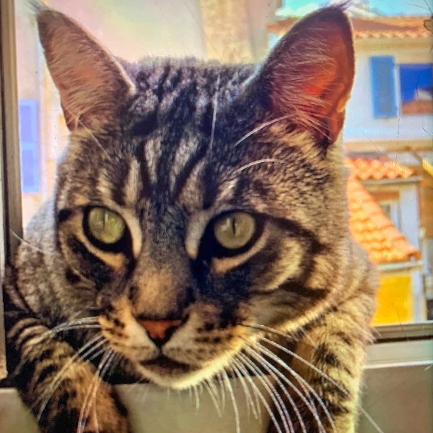 Ozy participe au concours pour gagner de l'argent avec cette photo : abyssinian, angora, animal, architecture, building, cat, egyptiancat, face, head, housing, kitten, manx, outdoors, person, pet, photography, shelter, siamese, urban, window