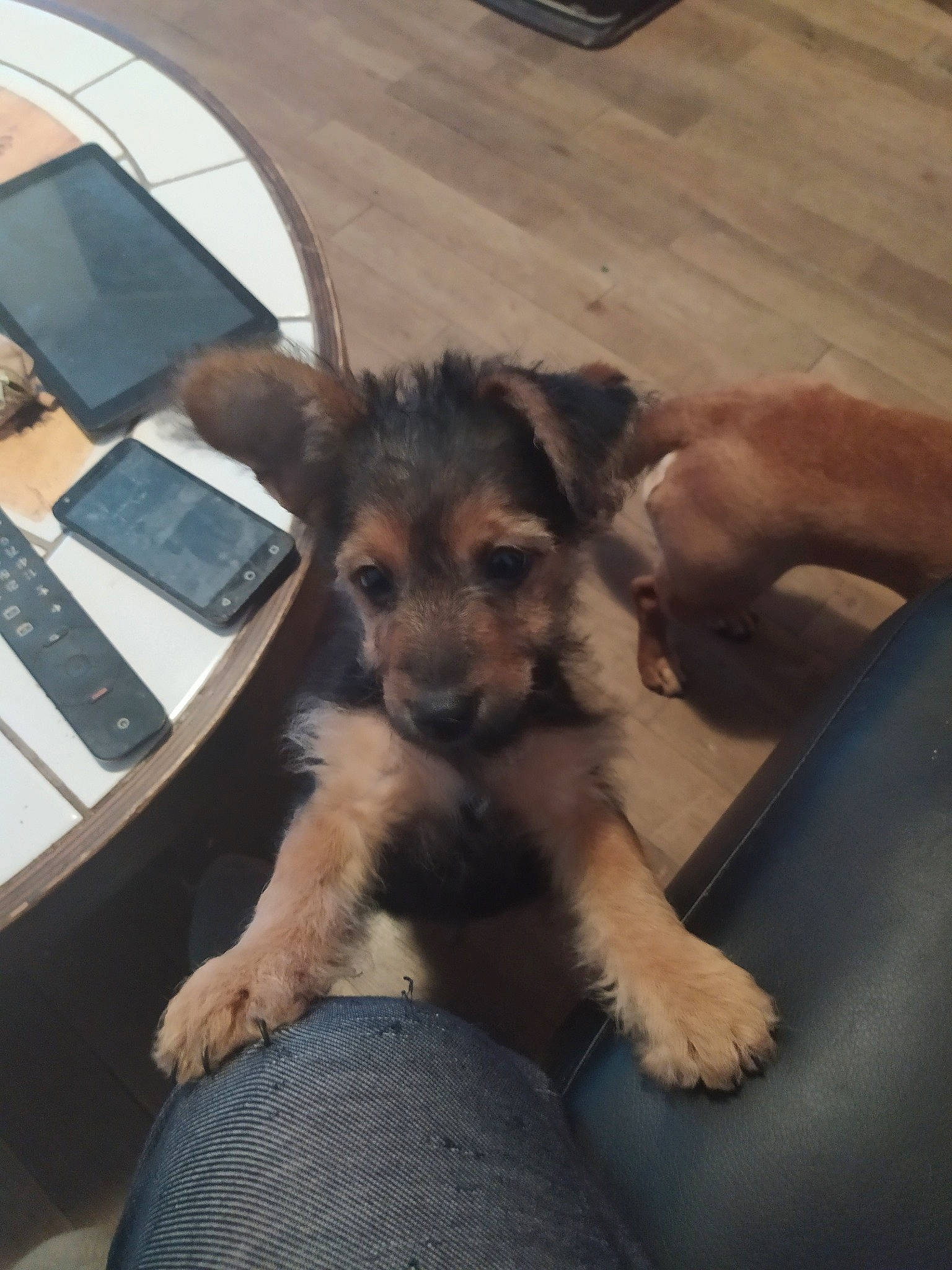 Prince participe au concours pour gagner de l'argent avec cette photo : border_terrier, canidae, carnivore, companion_dog, dog, dog_breed, fawn, german_shepherd_dog, mammal, old_german_shepherd_dog, puppy, rare_breed_dog, snout, vertebrate