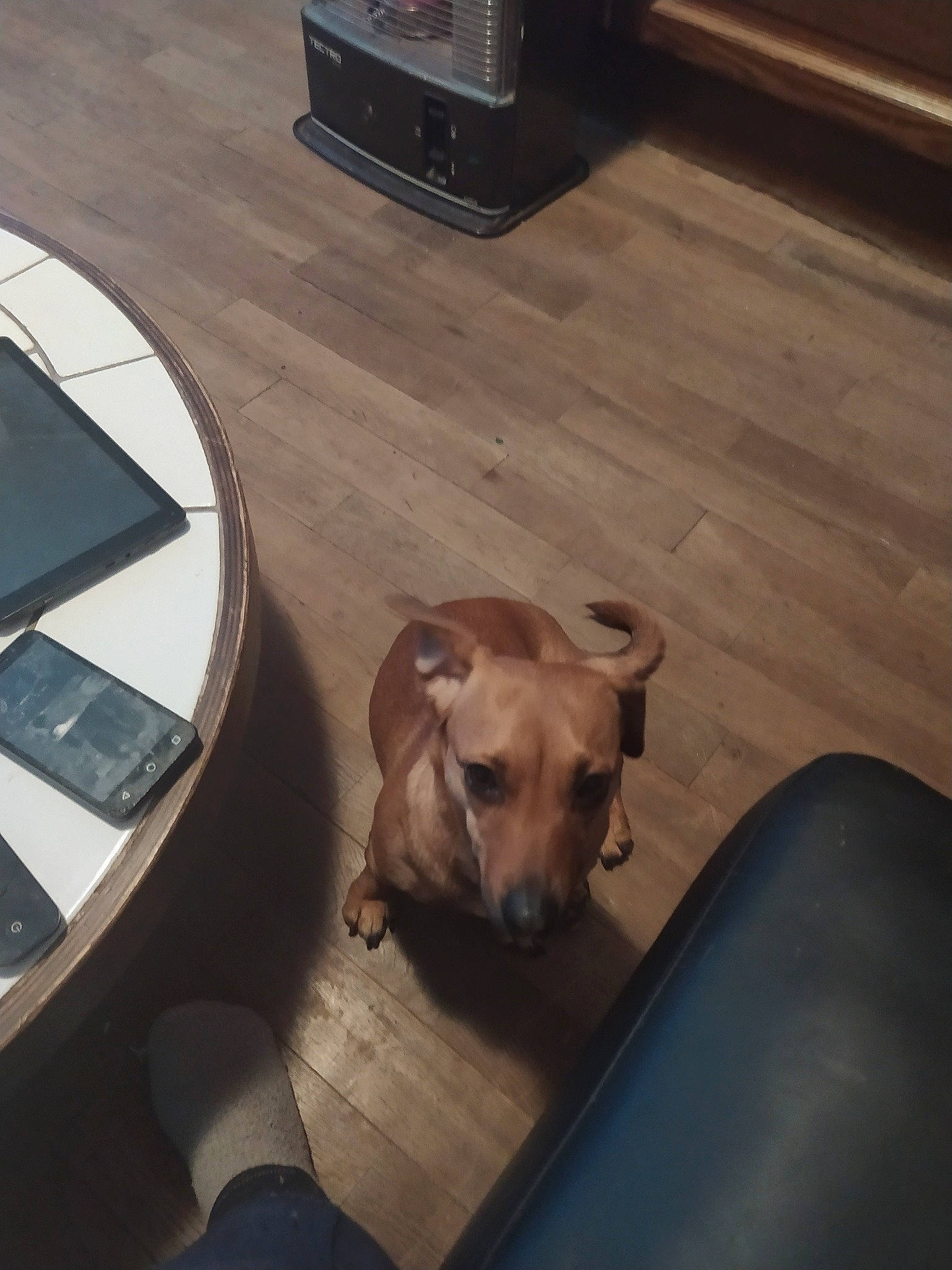 Dory a rejoint le concours — aidez-le/la à gagner de superbes lots ! black_mouth_cur, canidae, carnivore, companion_dog, dog, dog_breed, fawn, floor, flooring, hardwood, lurcher, mammal, potcake_dog, puppy, snout, sporting_group, street_dog, table