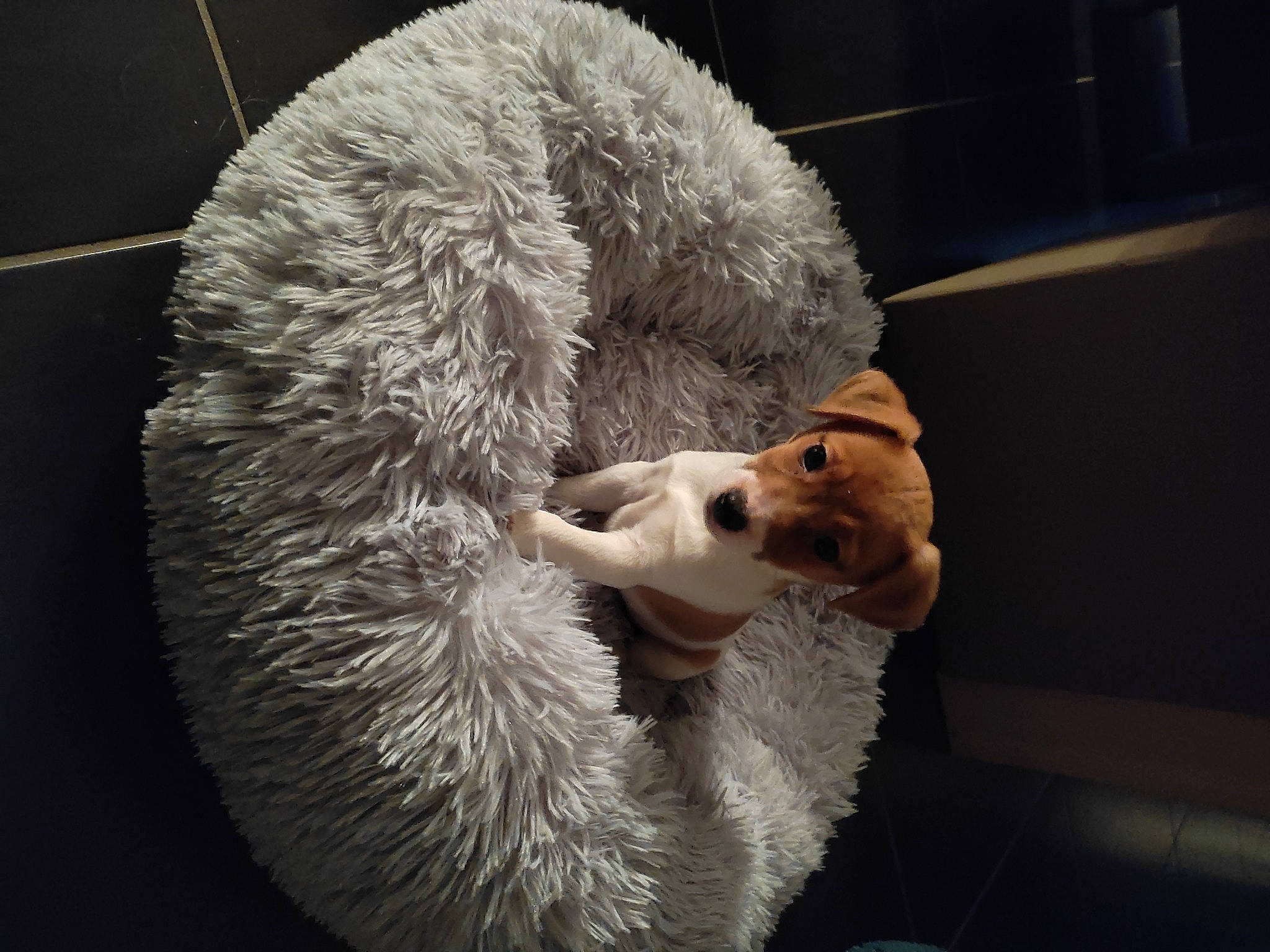 Sweety participe au concours pour gagner de l'argent avec cette photo : bear, brown_bear, canidae, carnivore, claw, companion_dog, dog_breed, fawn, fur, fur_clothing, natural_material, non_sporting_group, plush, sporting_group, stuffed_toy, tail, terrestrial_animal, toy, whiskers, working_animal