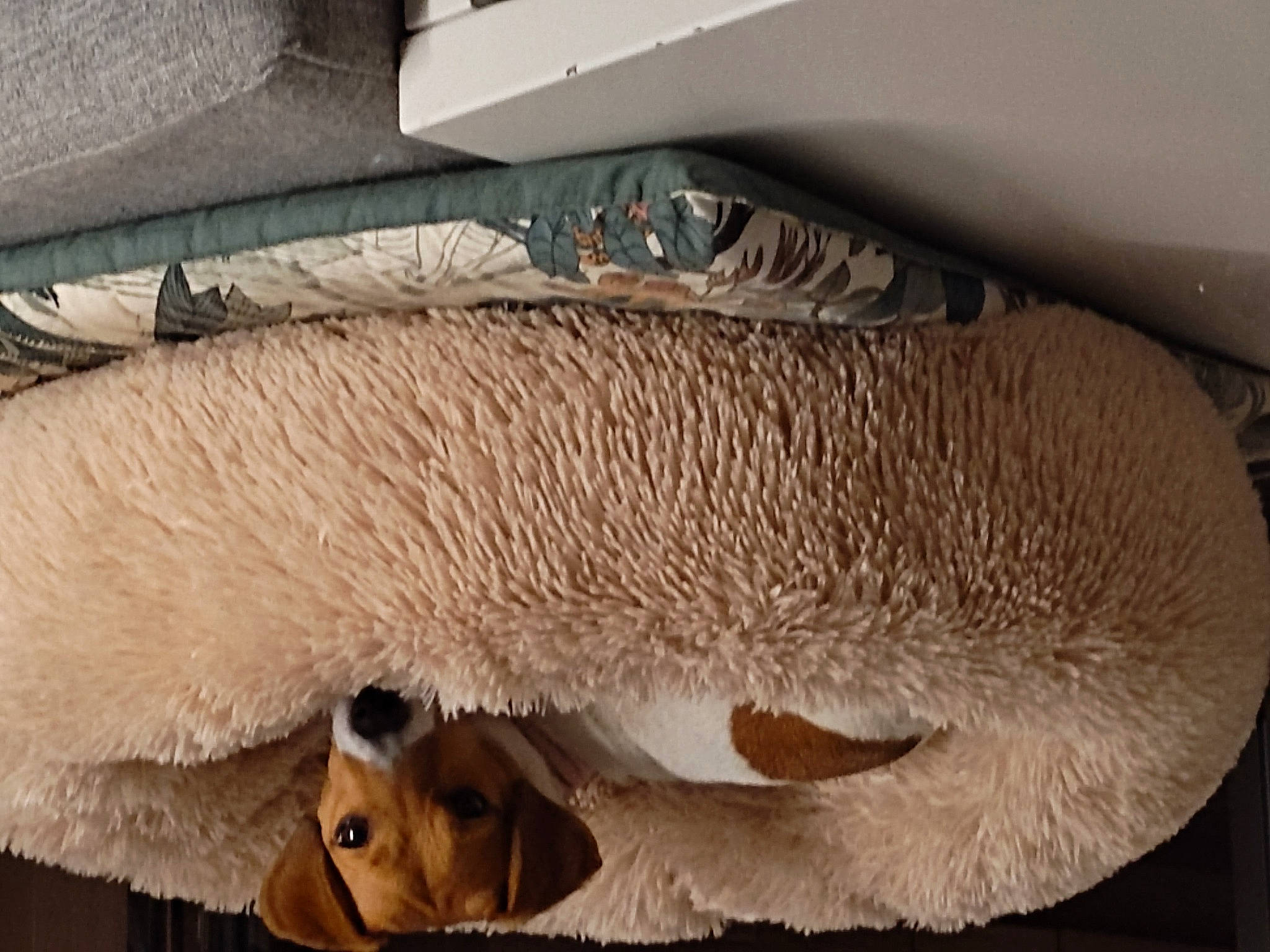 Sweety participe au concours pour gagner de l'argent avec cette photo : canidae, carnivore, cat_supply, claw, comfort, companion_dog, dog_breed, fawn, felidae, fur, nap, pet_supply, small_to_medium_sized_cats, snout, sporting_group, tail, terrestrial_animal, whiskers, wood, wool