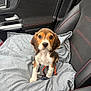puppy, dog, beagle, car_interior, car_seat, cushion, leather_seat, red_stitching, pet, animal, cute, looking_at_camera, sitting, young_dog, domestic_animal, car_door, window, soft_texture, indoor, seatbelt