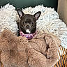 animal, basket, blanket, brown, chihuahua, cozy, cute, dog, ears, fur, furry_blanket, home, indoor, looking_at_camera, pet, purple_harness, resting, small_dog, white, wicker