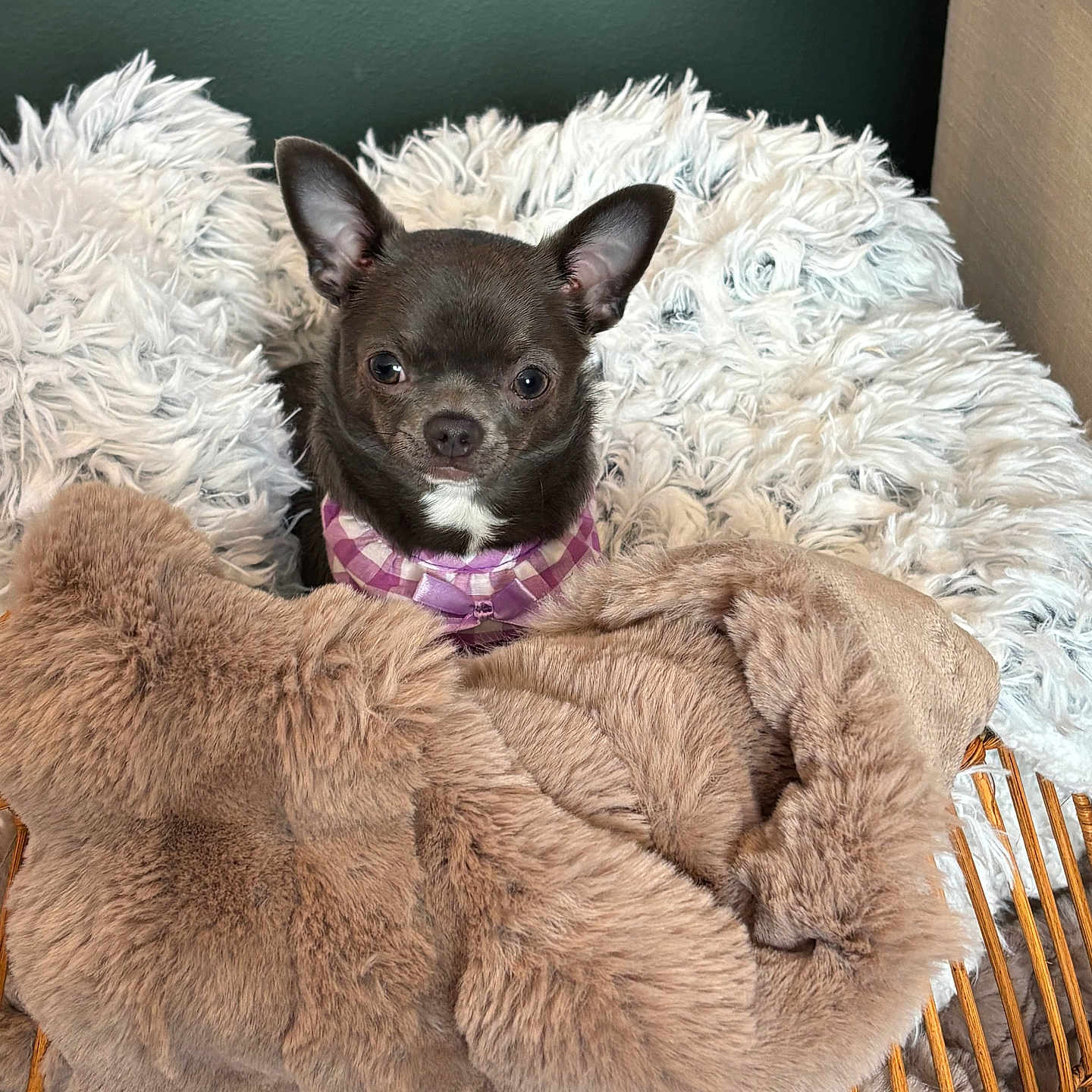 Maggie Mae