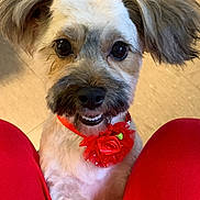 Precious is registered to the contest to win money with this photo: adorable, animal, brown_floor, close_up, companion, cute, dog, ears, floor, flower_collar, friendly, fur, happy, indoor, looking_up, pet, portrait, red_collar, small_dog, waiting