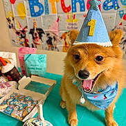 Milo is registered to the contest to win money with this photo: banner, birthday, blue_bandana, cake, canine, celebration, colorful, decorations, dog, festive, first_birthday, fur, happy, indoor, party_hat, pet, smiling, table, tongue_out, treats