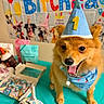 banner, birthday, blue_bandana, cake, canine, celebration, colorful, decorations, dog, festive, first_birthday, fur, happy, indoor, party_hat, pet, smiling, table, tongue_out, treats