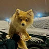 Milo joined the competition — help win amazing prizes! animal, car, cold, cute, dark, dog, fluffy, fur, hand, night, outdoor, pet, pomeranian, small, snow, snowfall, streetlight, vehicle, weather, winter
