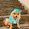 adorable, animal, blue, canine, clothing, costume, cute, dog, fur, furry, happy, indoor, mammal, marble, pet, playful, small_dog, smiling, stairs, tongue_out
