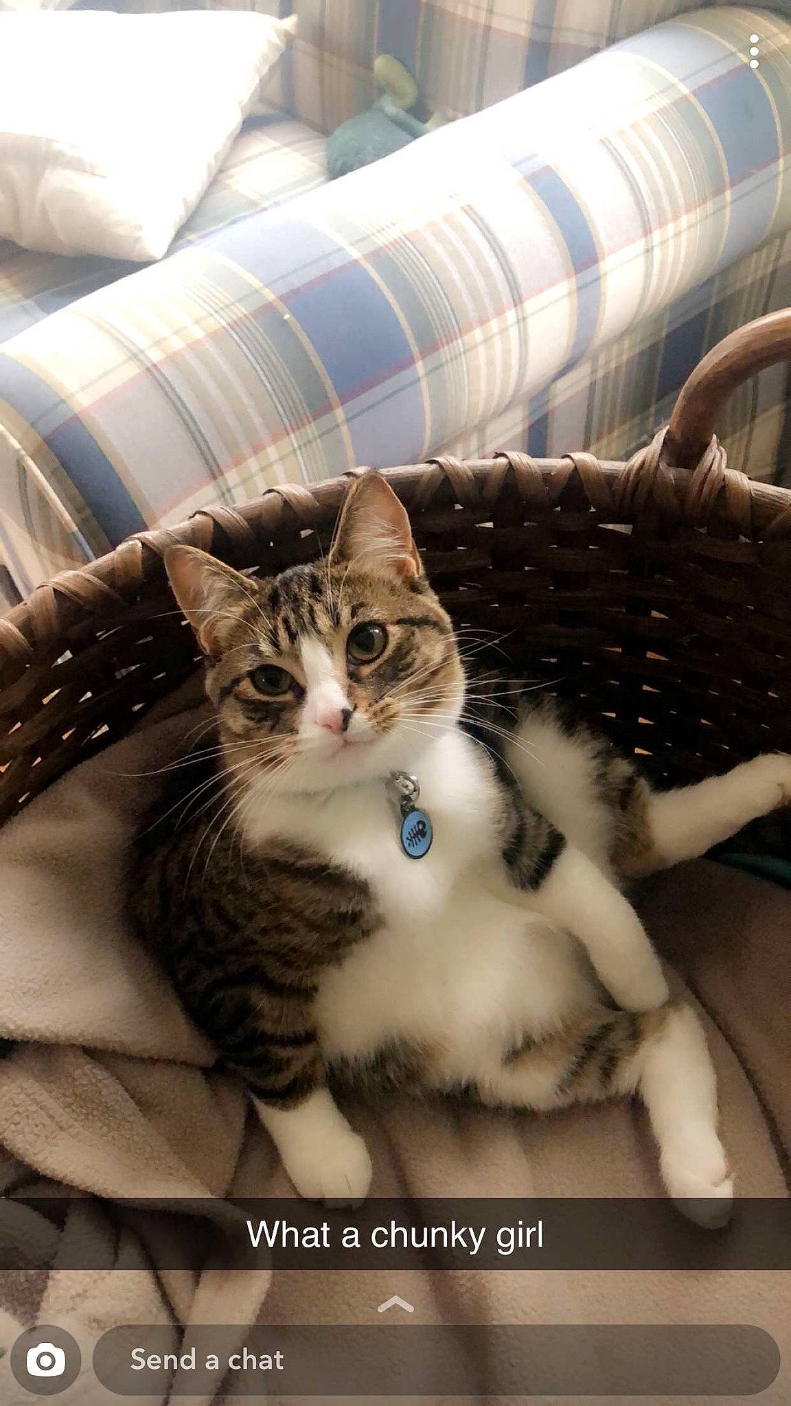 Junebug is registered to the contest to win money with this photo: aegean_cat, american_curl, american_shorthair, american_wirehair, asian, carnivore, cat, domestic_short_haired_cat, european_shorthair, eye, felidae, fur, kitten, mammal, norwegian_forest_cat, ojos_azules, photo_caption, small_to_medium_sized_cats, tabby_cat, whiskers