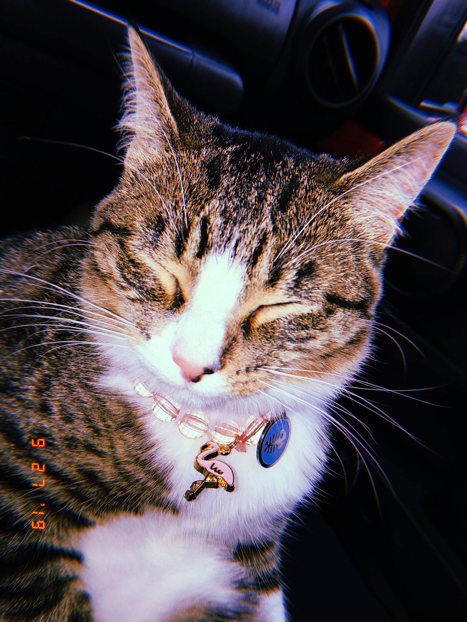 Junebug is registered to the contest to win money with this photo: american_shorthair, american_wirehair, asian, carnivore, cat, close_up, domestic_short_haired_cat, dragon_li, european_shorthair, eye, felidae, fur, kitten, nose, sky, small_to_medium_sized_cats, snout, tabby_cat, tree, whiskers