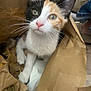 calico_cat, kitten, paper_bag, curious, green_eyes, pink_nose, whiskers, indoor, pet, feline, young_cat, close_up, brown_paper, playful, animal, cute, fur, sitting, looking_up, domestic_cat