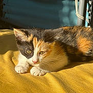 Miette participe au concours pour gagner de l'argent avec cette photo : kitten, calico, cat, feline, pet, animal, fur, whiskers, sunlight, yellow, fabric, resting, cute, domestic, young, small, indoor, cozy, closeup, relaxed