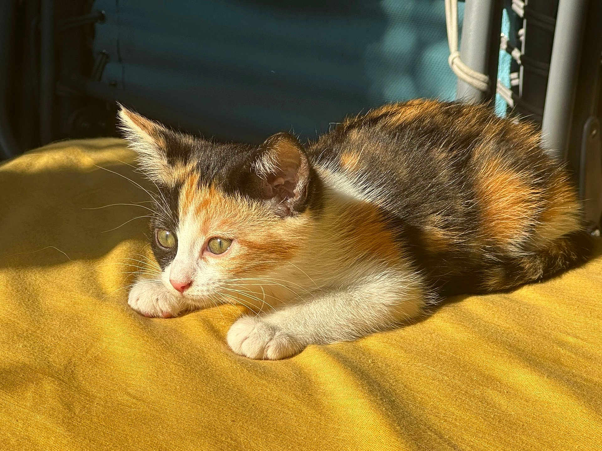Miette a rejoint le concours — aidez-le/la à gagner de superbes lots ! kitten, cat, calico, animal, pet, feline, fur, whiskers, ears, paws, yellow_blanket, sunlight, indoor, resting, closeup, cute, young, domestic_animal, relaxing, soft