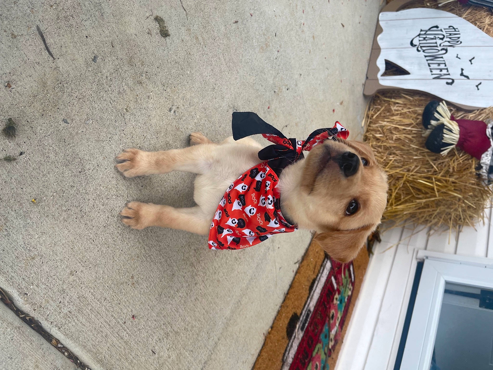 Maggie is registered to the contest to win money with this photo: canidae, carmine, carnivore, companion_dog, dog, dog_breed, dog_supply, fawn, fun, fur, human_leg, leash, sporting_group, street_fashion, stuffed_toy, sunglasses, thigh, toy, wood, working_animal