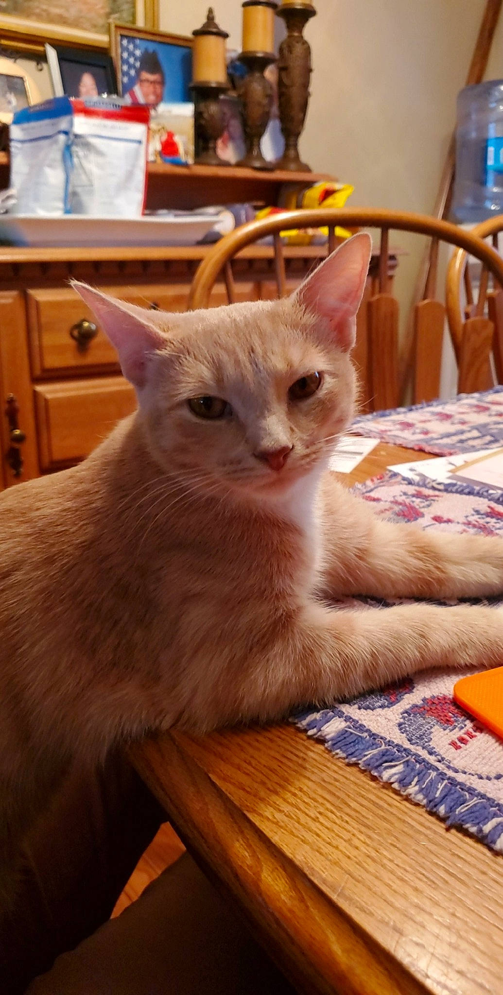 Apollo joined the competition — help win amazing prizes! carnivore, cat, chair, comfort, domestic_short_haired_cat, fawn, felidae, fur, hardwood, room, small_to_medium_sized_cats, snout, table, tail, whiskers, wood