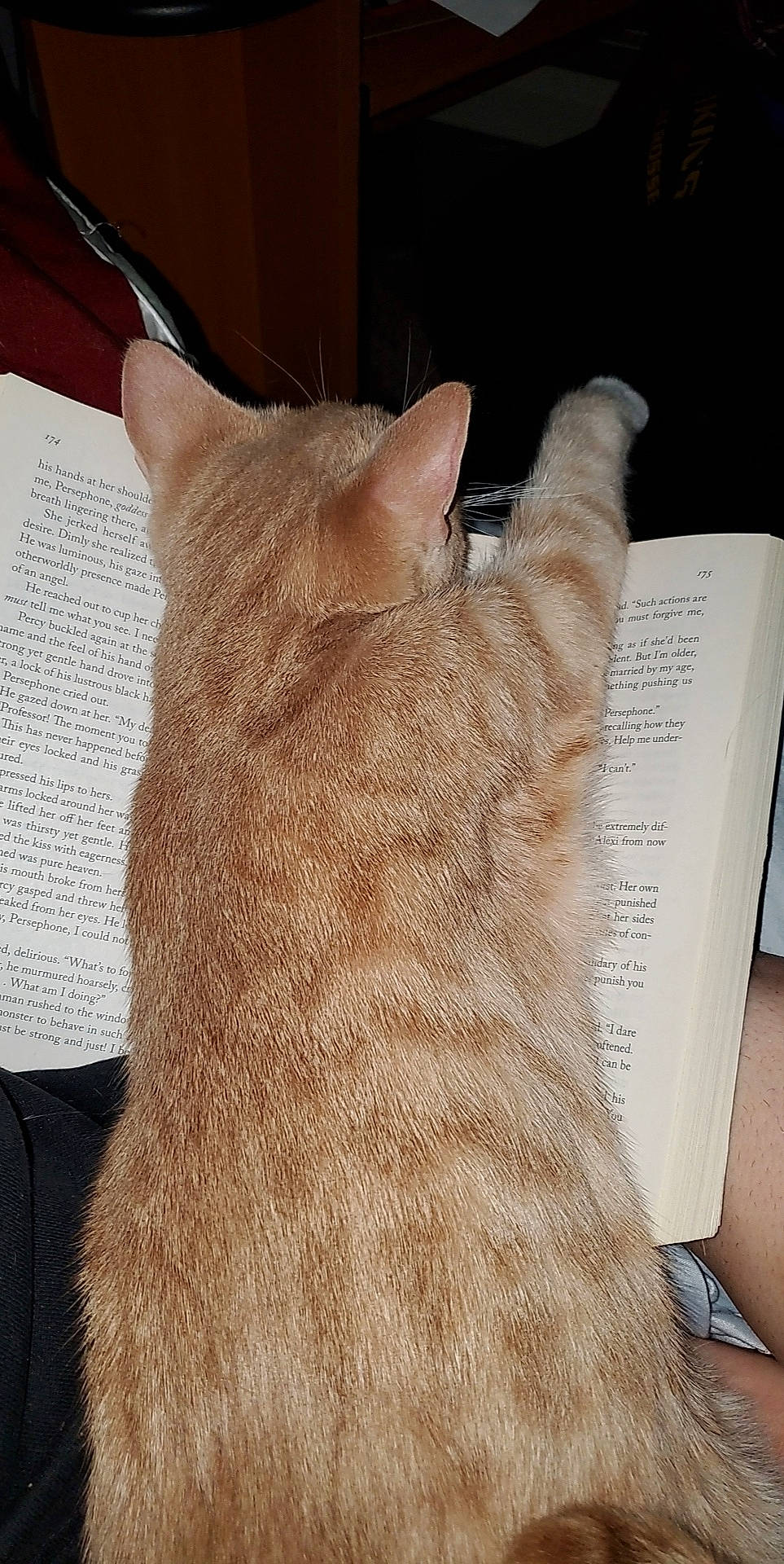 Apollo is registered to the contest to win money with this photo: book, carnivore, cat, claw, comfort, domestic_short_haired_cat, fawn, felidae, foot, fur, gesture, human_leg, nail, paw, small_to_medium_sized_cats, snout, tail, terrestrial_animal, whiskers, wood