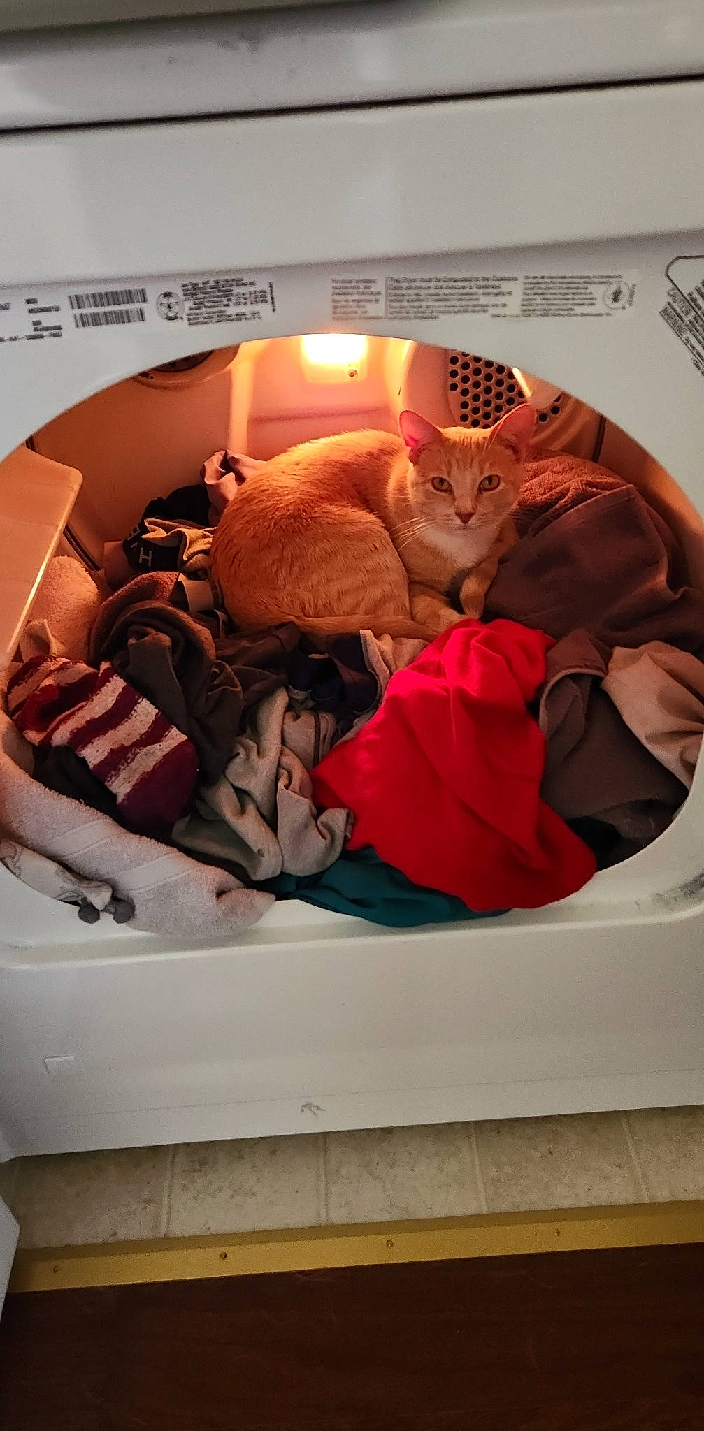 Apollo joined the competition — help win amazing prizes! bag, bed, bed_sheet, bedding, bedroom, carnivore, cat, child, comfort, companion_dog, felidae, fur, linens, luggage_and_bags, pillow, small_to_medium_sized_cats, stuffed_toy, teddy_bear, toy, whiskers