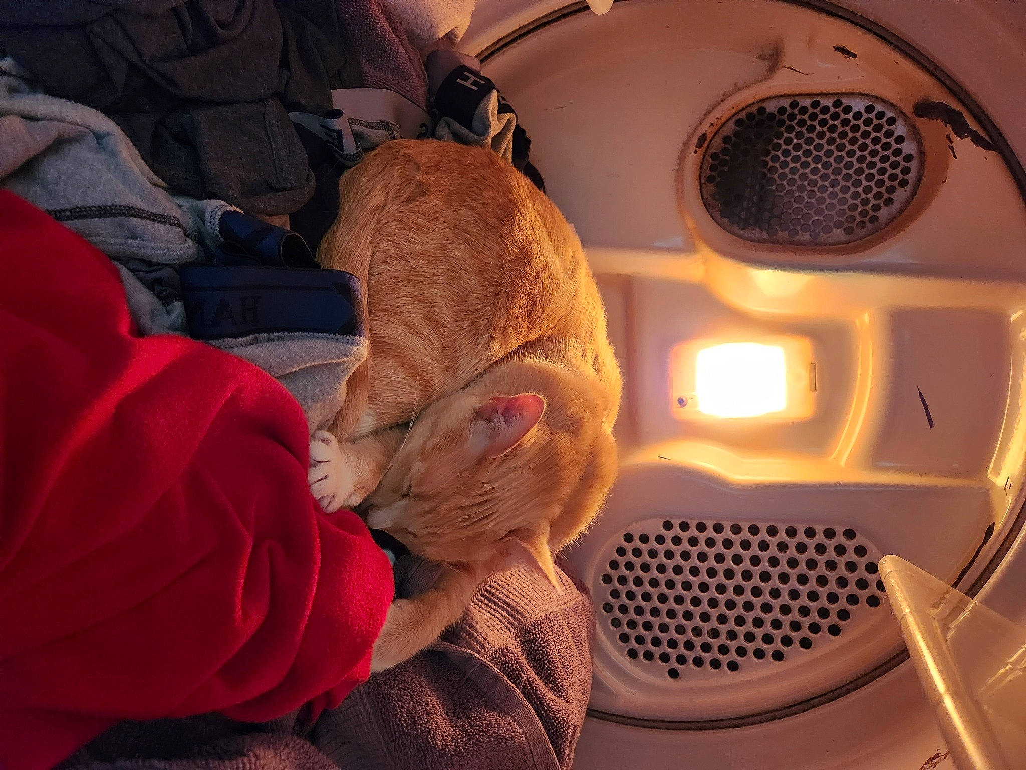 Apollo joined the competition — help win amazing prizes! audio_equipment, auto_part, automotive_design, automotive_exterior, automotive_lighting, ceiling, circle, comfort, fur, hat, headlamp, heat, home_appliance, luxury_vehicle, mammal, mechanical_fan, room, vehicle_door, whiskers, wood