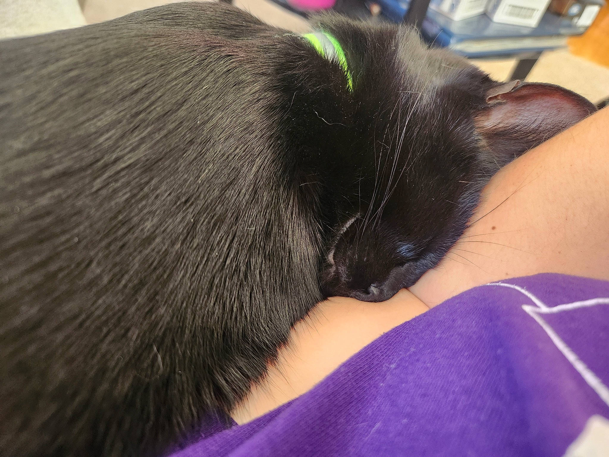 Anubis is registered to the contest to win money with this photo: canidae, carnivore, cat, claw, comfort, dog_breed, ear, elbow, electric_blue, felidae, foot, fur, human_leg, nap, small_to_medium_sized_cats, snout, sporting_group, tail, terrestrial_animal, whiskers