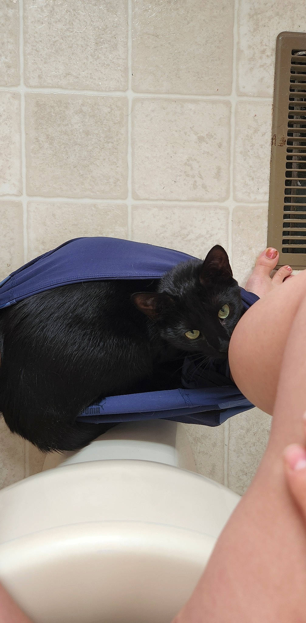 Anubis joined the competition — help win amazing prizes! black_cat, bombay, carnivore, cat, comfort, domestic_short_haired_cat, electric_blue, felidae, finger, fur, gesture, nail, purple, small_to_medium_sized_cats, snout, tail, thumb, whiskers, window_blind, wrist