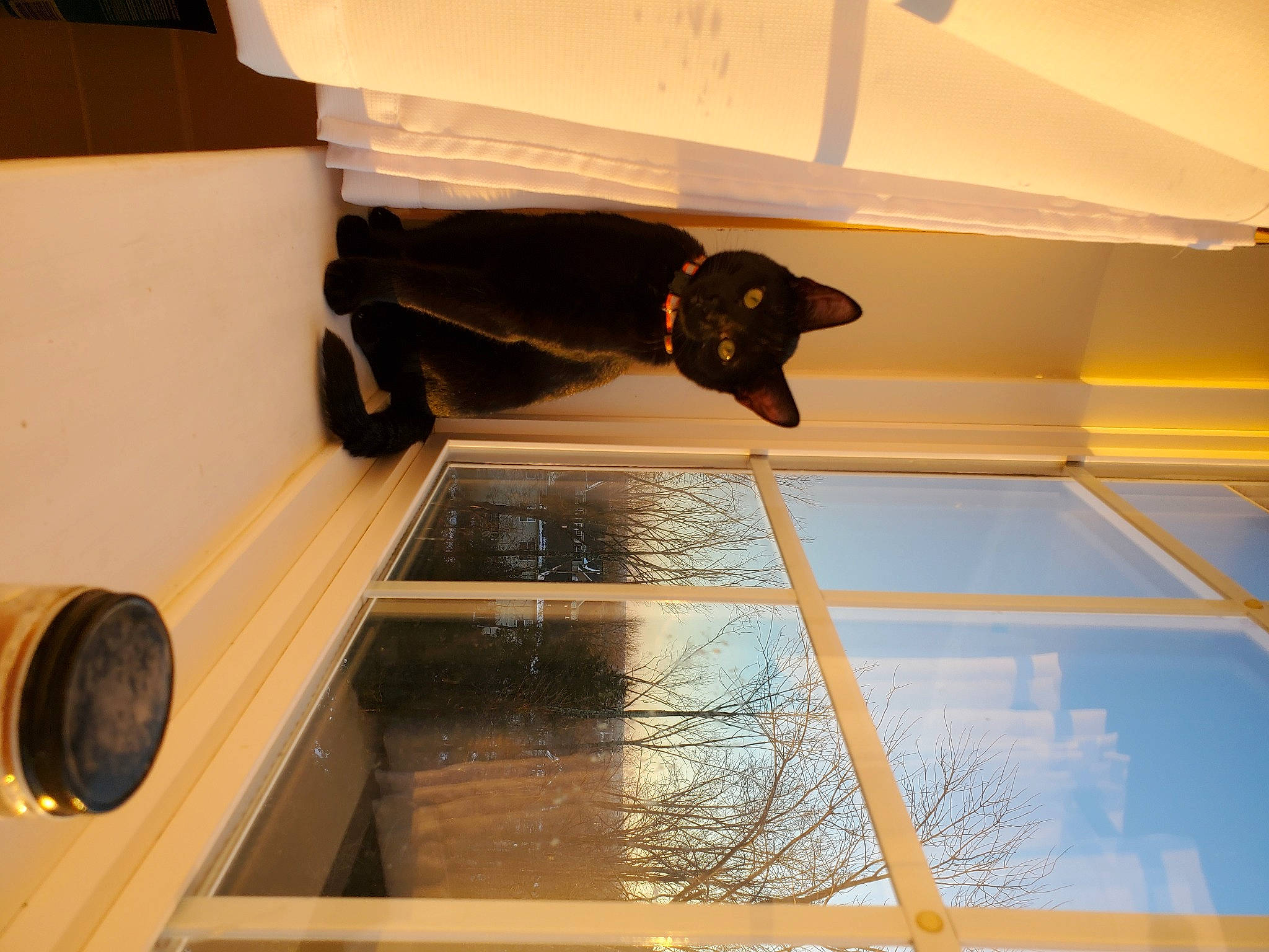 Anubis is registered to the contest to win money with this photo: canidae, carnivore, comfort, companion_dog, dog_breed, felidae, floor, flooring, glass, hardwood, rectangle, room, shadow, small_to_medium_sized_cats, sporting_group, tail, tints_and_shades, window, wood, wood_flooring