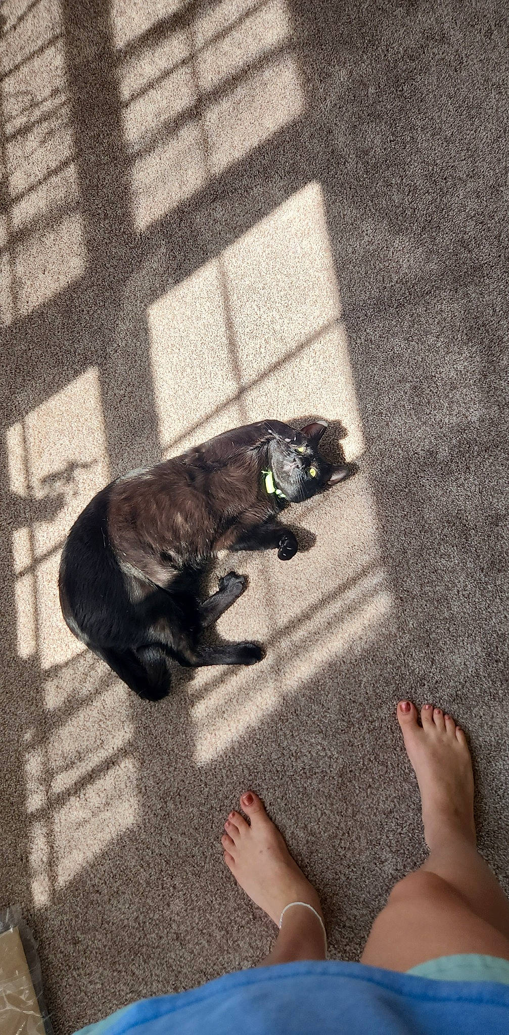 Anubis joined the competition — help win amazing prizes! asphalt, carnivore, cat, felidae, finger, floor, flooring, foot, grey, human_body, human_leg, leg, paw, road_surface, sidewalk, small_to_medium_sized_cats, snout, tail, tints_and_shades, whiskers