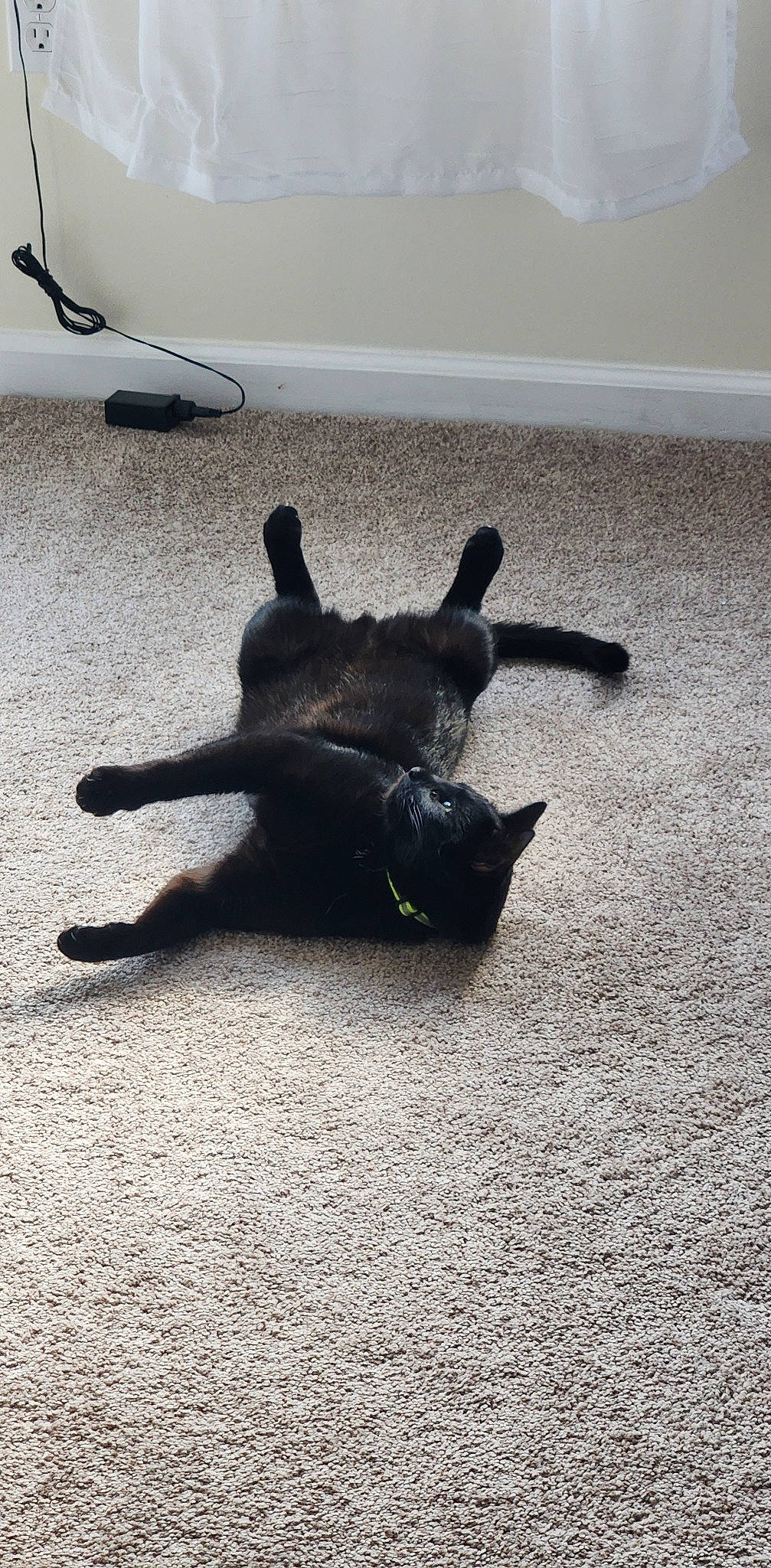 Anubis joined the competition — help win amazing prizes! asphalt, black_cat, canidae, carnivore, concrete, dog_breed, felidae, floor, flooring, grey, paw, road_surface, sand, shade, shadow, small_to_medium_sized_cats, tail, tar, tints_and_shades, wood