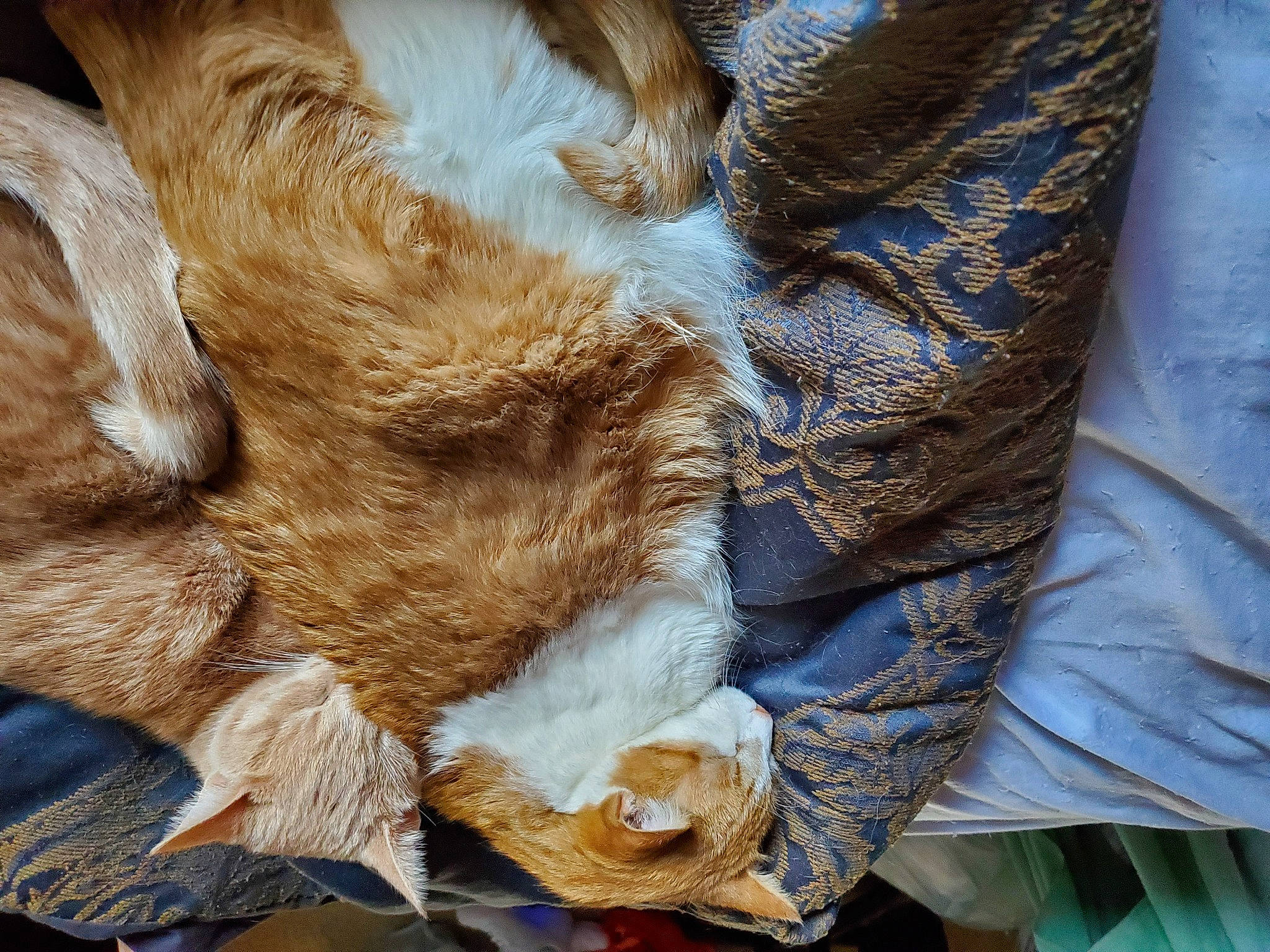 Snicker-doodles is registered to the contest to win money with this photo: canidae, carnivore, claw, comfort, companion_dog, dog_breed, electric_blue, fawn, feather, felidae, fur, human_leg, liver, small_to_medium_sized_cats, snout, sporting_group, tail, whiskers, wood, wrinkle