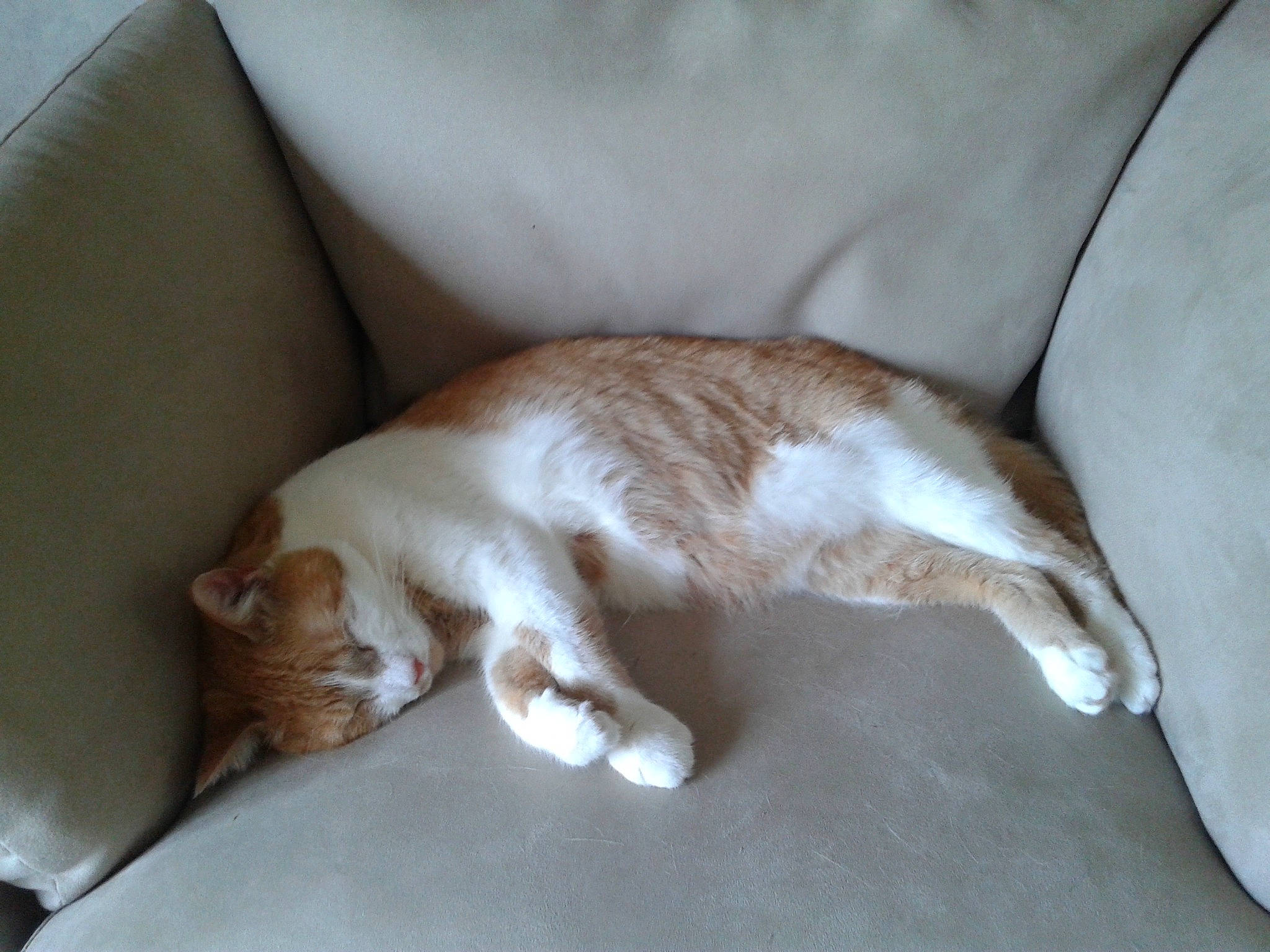 Snicker-doodles is registered to the contest to win money with this photo: canidae, carnivore, cat, claw, comfort, companion_dog, couch, dog_breed, domestic_short_haired_cat, felidae, flooring, fur, hardwood, paw, small_to_medium_sized_cats, snout, sporting_group, tail, whiskers, wood