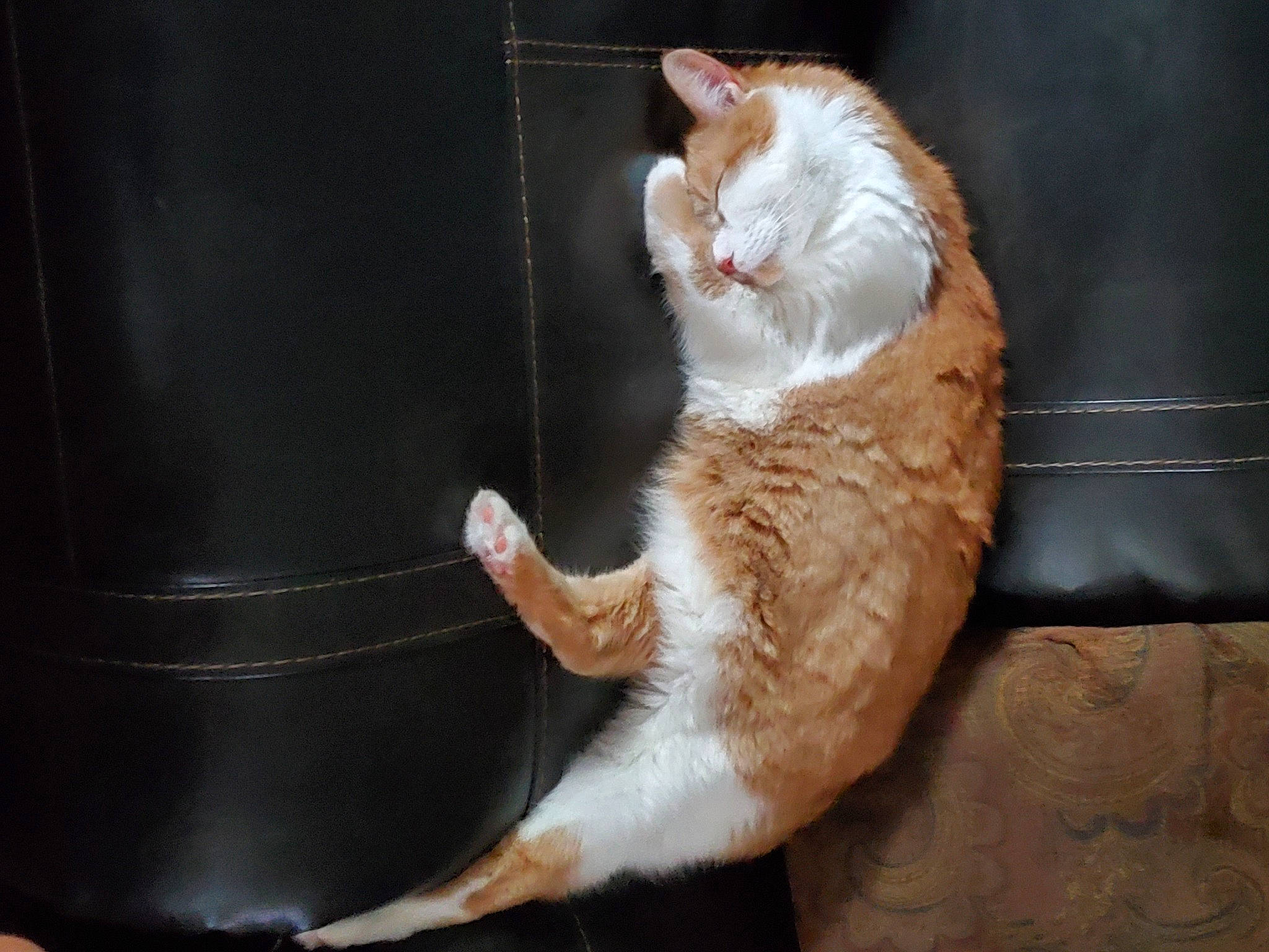 Snicker-doodles joined the competition — help win amazing prizes! automotive_lighting, carnivore, cat, claw, comfort, darkness, domestic_short_haired_cat, felidae, foot, fur, human_leg, paw, sitting, small_to_medium_sized_cats, tail, whiskers, window, wood