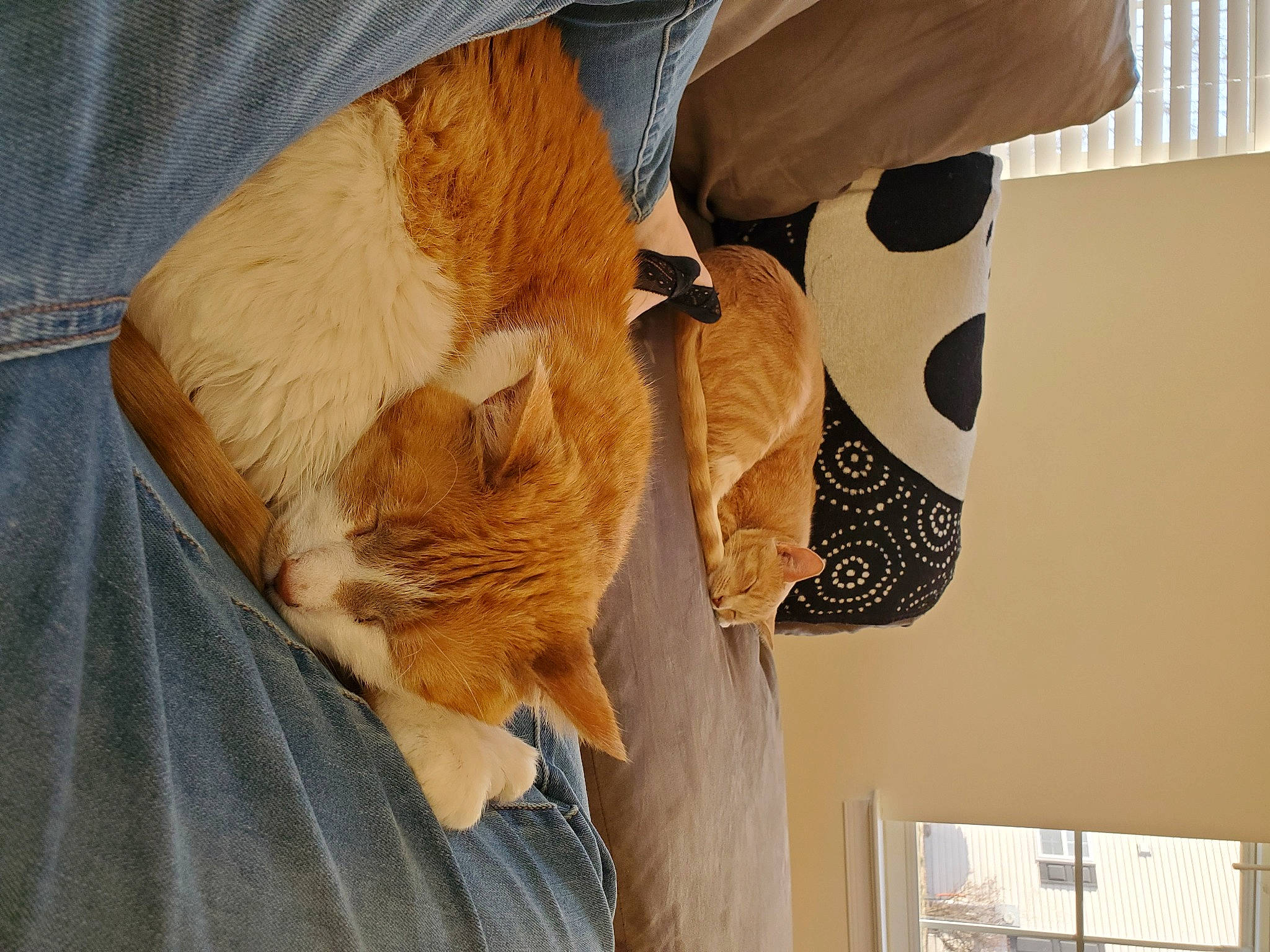 Snicker-doodles is registered to the contest to win money with this photo: carnivore, cat, comfort, companion_dog, domestic_short_haired_cat, fawn, felidae, foot, fur, human_leg, lap, linens, paw, small_to_medium_sized_cats, tail, textile, tree, whiskers, window, wood