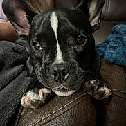 Rosco joined the competition — help win amazing prizes! dog, puppy, black_and_white, large_ears, white_stripe, close_up, portrait, face, eyes, nose, paws, short_hair, sitting, lying_down, leather_couch, blanket, blue_blanket, indoor, pet, cute