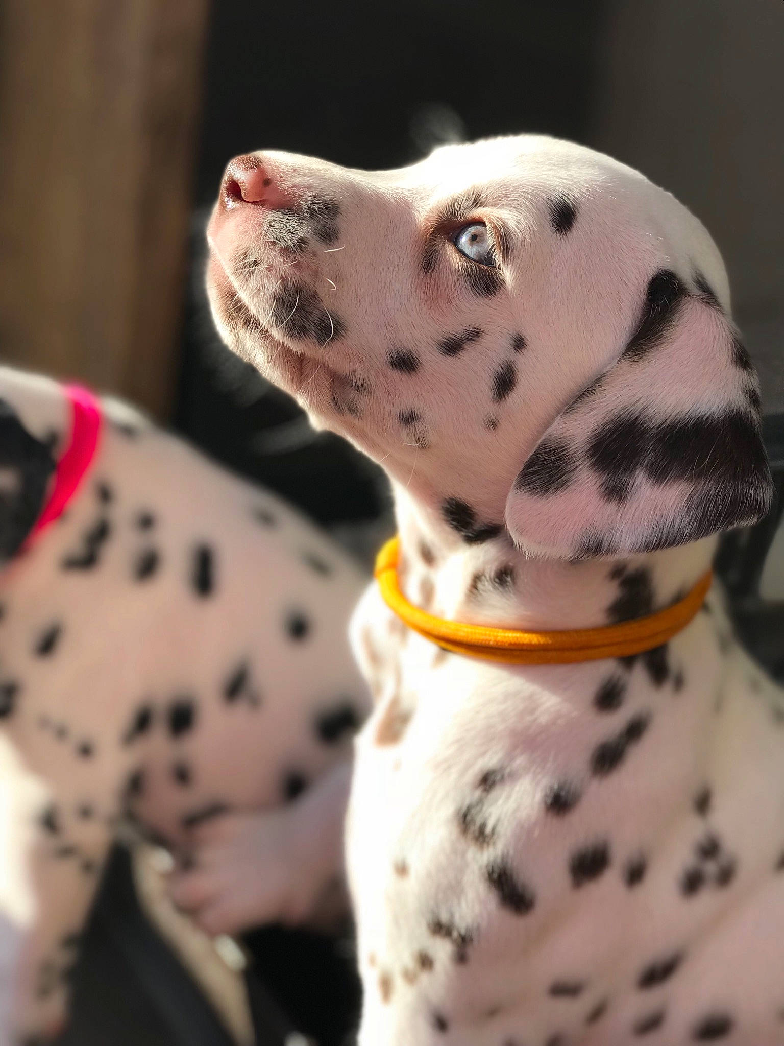 Lucie a rejoint le concours — aidez-le/la à gagner de superbes lots ! canidae, carnivore, dalmatian, dog, dog_breed, dog_collar, mammal, non_sporting_group, pointer, puppy, snout, sporting_group