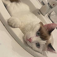 Etoile participe au concours pour gagner de l'argent avec cette photo : cat, sink, bathroom, faucet, white_cat, blue_eyes, curious, relaxed, fur, pet, domestic_animal, closeup, whiskers, pink_nose, tile, countertop, indoor, mammal, paw, clean