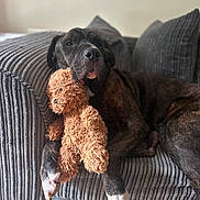 Zuko joined the competition — help win amazing prizes! animal, brindle, comfort, companion, couch, cozy, cute, dog, furniture, home, indoor, mammal, paw, pet, plush, relaxed, resting, snuggle, stuffed_toy, teddy_bear