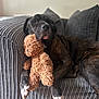 animal, brindle, comfort, companion, couch, cozy, cute, dog, furniture, home, indoor, mammal, paw, pet, plush, relaxed, resting, snuggle, stuffed_toy, teddy_bear