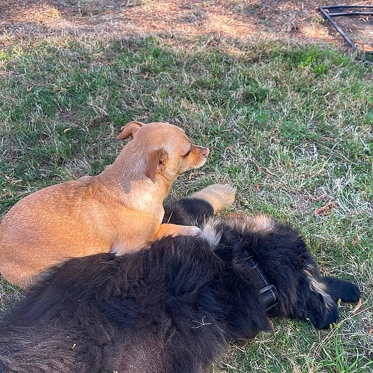 King joined the competition — help win amazing prizes! bear, big_cats, canidae, carnivore, companion_dog, dog_breed, fawn, felidae, fur, grass, plant, snout, soil, sporting_group, tail, terrestrial_animal, wildlife, working_animal