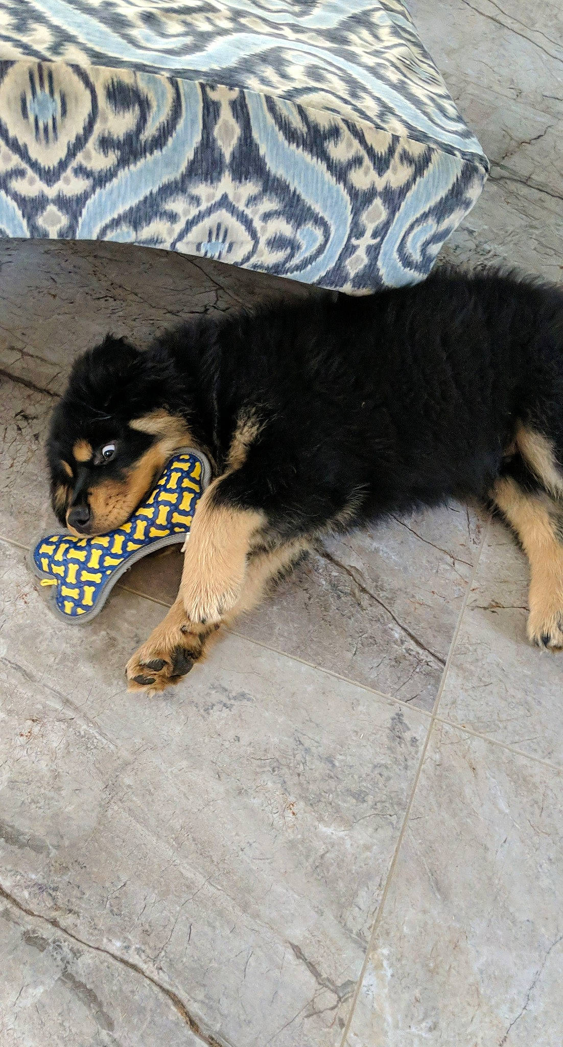 King joined the competition — help win amazing prizes! canidae, carnivore, comfort, companion_dog, dog, dog_breed, eyewear, fawn, felidae, floor, flooring, foot, fur, natural_material, paw, snout, sporting_group, tail, terrestrial_animal, tints_and_shades