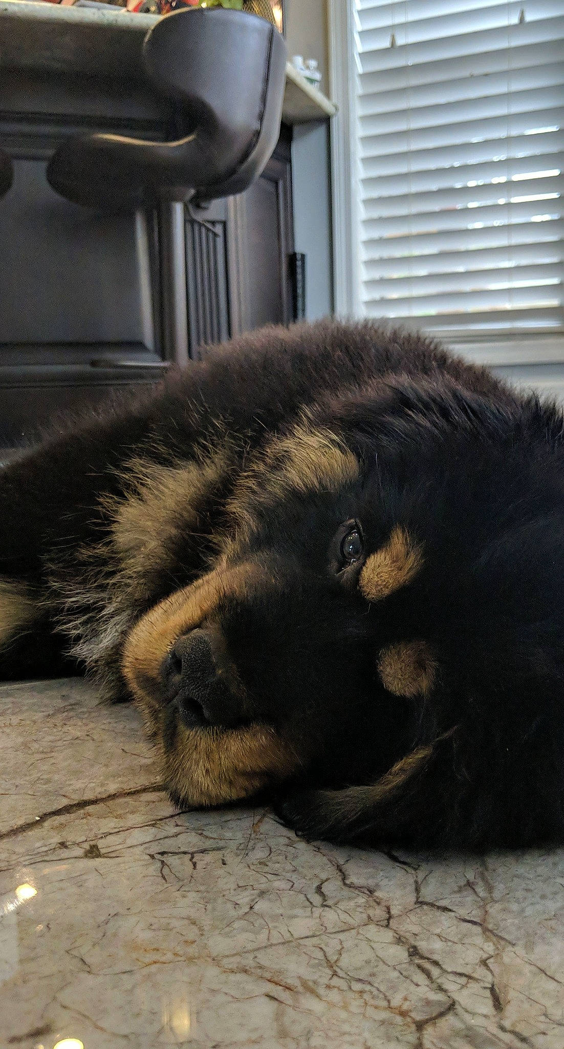 King is registered to the contest to win money with this photo: carnivore, claw, companion_dog, dog_breed, flooring, foot, fur, liver, metal, paw, primate, snout, sporting_group, terrestrial_animal, wildlife, window_blind, working_animal