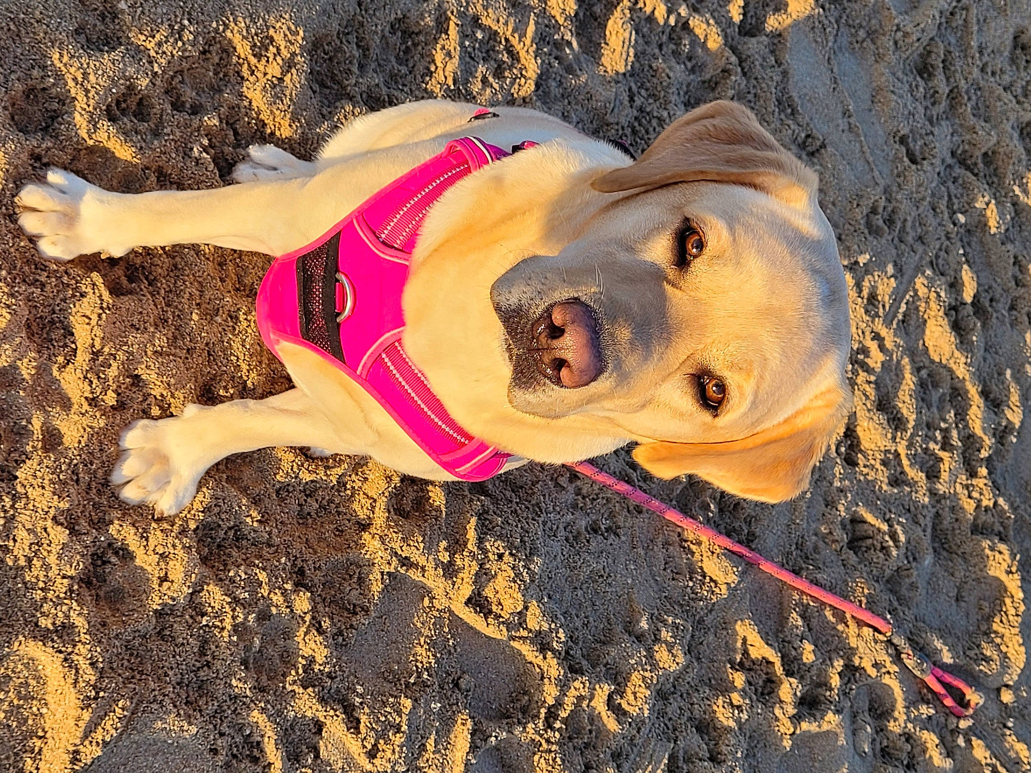 Saïka a rejoint le concours — aidez-le/la à gagner de superbes lots ! big_cats, canidae, carnivore, companion_dog, dog, dog_breed, fawn, fun, grass, happy, landscape, leisure, people_in_nature, recreation, sand, shadow, smile, soil, sporting_group, visual_arts