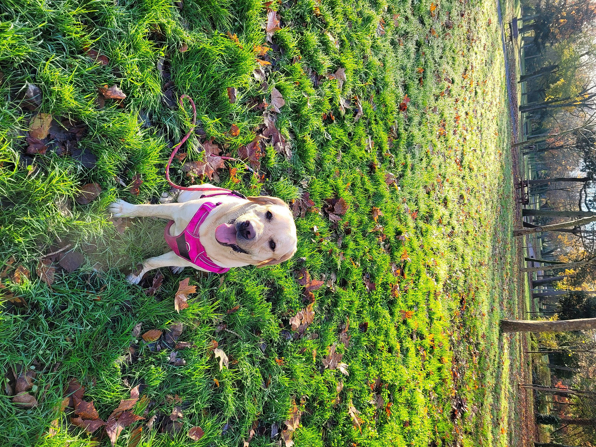 Saïka a rejoint le concours — aidez-le/la à gagner de superbes lots ! art, ball, football, garden, grass, grass_family, grassland, groundcover, hedge, landscape, lawn, lawn_ornament, magenta, natural_landscape, panda, people_in_nature, plant, shrub, toy, tree